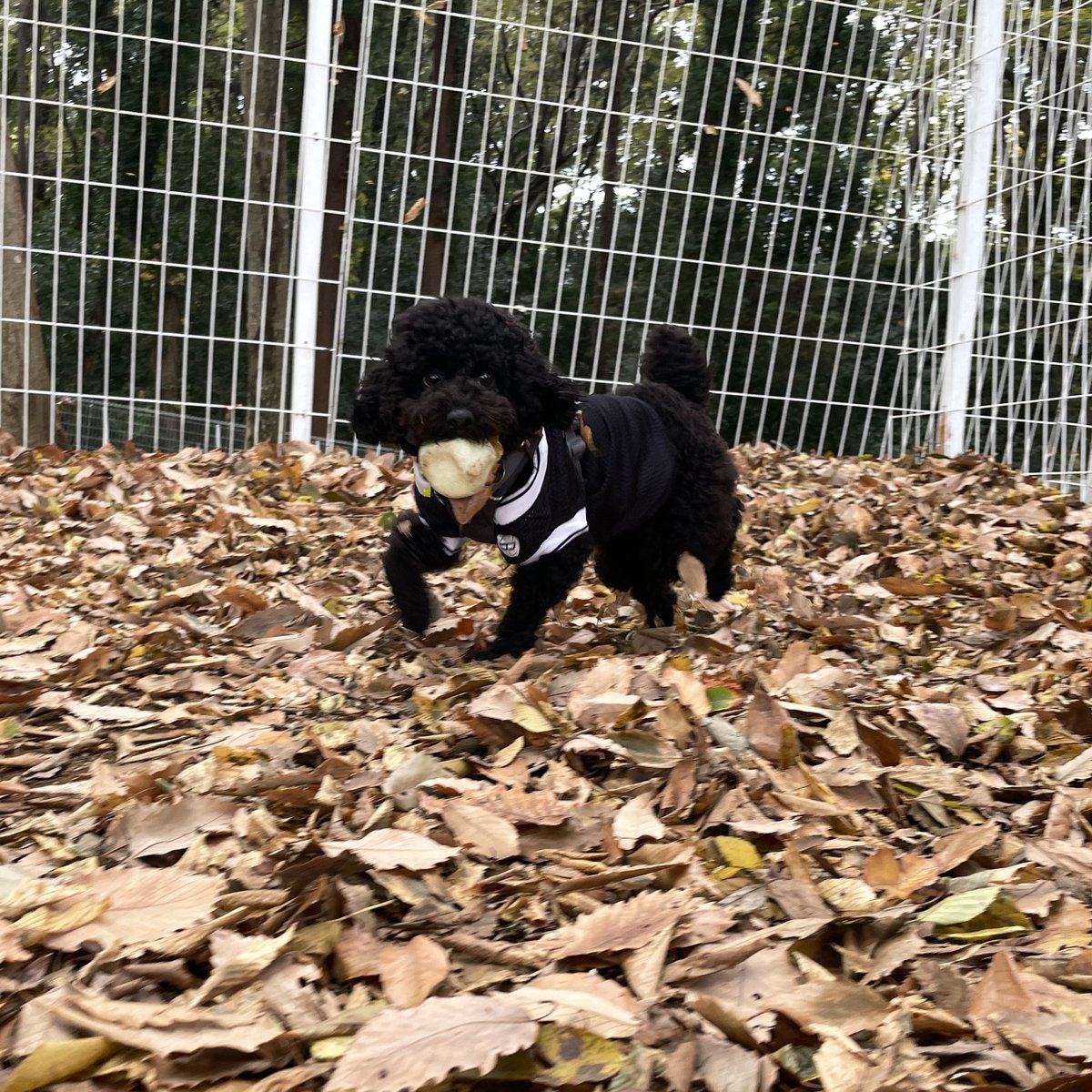 AToypoo's tweet photo. 枯れ葉🍂最高🤩 https://t.co/Str98TK8gC