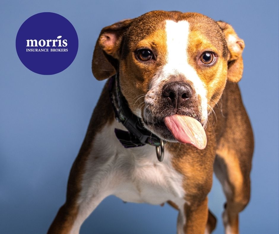 MorrisBrokers's tweet photo. It's #InternationalToungueTwisterDay! Try this one out 👇

If a dog chews shoes, whose shoes does he choose? 

Don't get your insurance twisted! Give us a call for your insurance needs.

📍 5250 Roblin - (204) 885-7582
📍 3393 Portage - (204) 989-7722
🌐 https://t.co/2fxbpGr5Yx https://t.co/KhAlNQSyA4