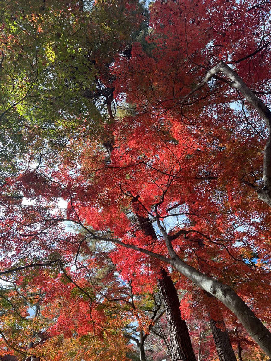 「月の石もみじ公園というところです。今日は秋晴れ、風も思ったより強くなく、暖かい日」|た介のイラスト