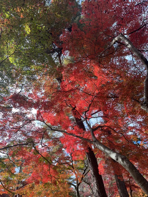 月の石もみじ公園というところです。今日は秋晴れ、風も思ったより強くなく、暖かい日差しとすずしい風、ウクレレの演奏が聞こえてくる優しい空間。ぼーっとしてるだけで癒される… 