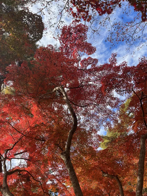 月の石もみじ公園というところです。今日は秋晴れ、風も思ったより強くなく、暖かい日差しとすずしい風、ウクレレの演奏が聞こえてくる優しい空間。ぼーっとしてるだけで癒される… 