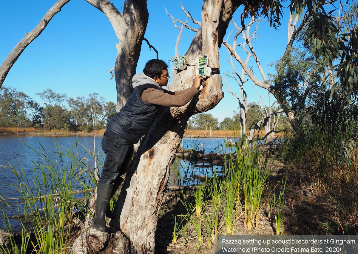 University of New England masters student Razzaq Sarker's scientific paper on the effect of inundation on frog behaviour and chorusing has been published and you can check it out here: lnkd.in/gtn6xR53 @WaterUNE @theCEWH @FlowMERprogram @nswenviromedia @MD_Basin_Auth