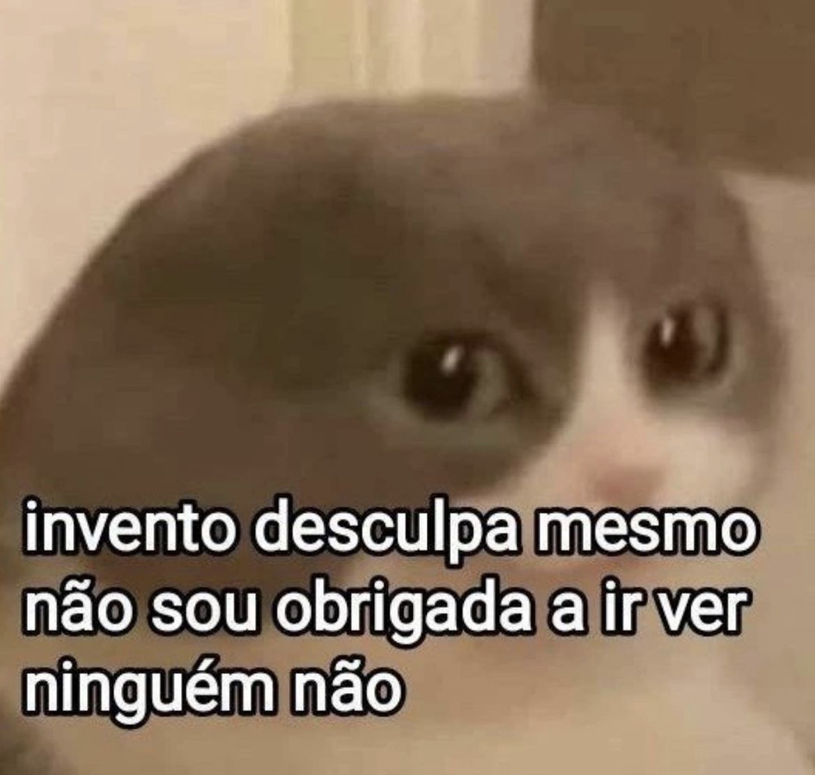 30 memes para alegrar a sua semana  Memes engraçados de gato, Memes  engraçados, Engraçado