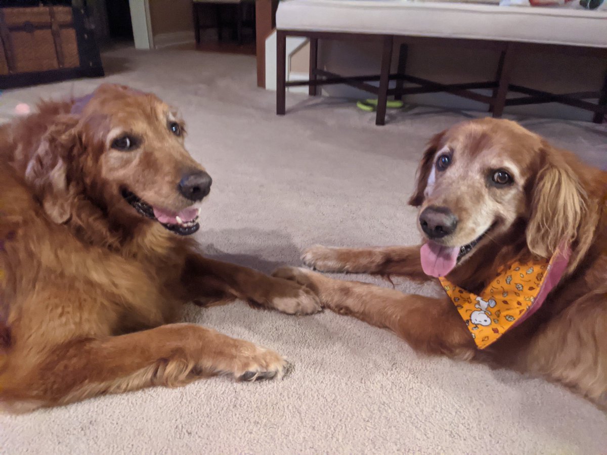 JustGoldens's tweet photo. Is it me or do Angels Sadie and Marley look like they are planning something sneaky? #sneakydogs #AngelSadie #AngelMarley #goldenretrievers Fallfun https://t.co/rLRLTV1bRI