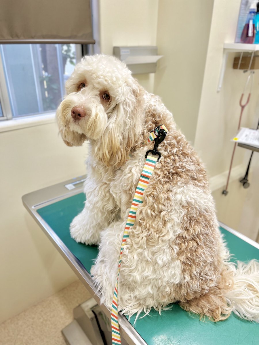 uruba_doodle's tweet photo. おなかゆるめにつき

#dog #犬 #いぬのいる暮らし #犬のいる暮らし https://t.co/yBytjrXywQ