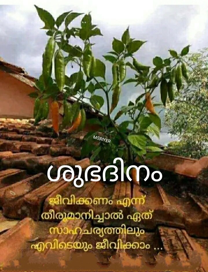 sirajmarjan4's tweet image. Good morning all 😘