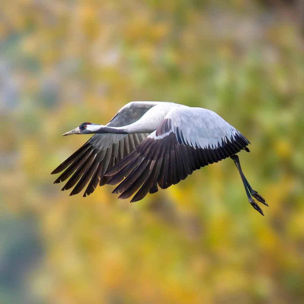 BrechjevdTol's tweet photo. Kraanvogels in Diepholz, Deel II
#kraanvogels #kraniche #commoncranes #birds #birdphotography #diepholz
#NaturePhotography https://t.co/9NpUQJ8kIJ