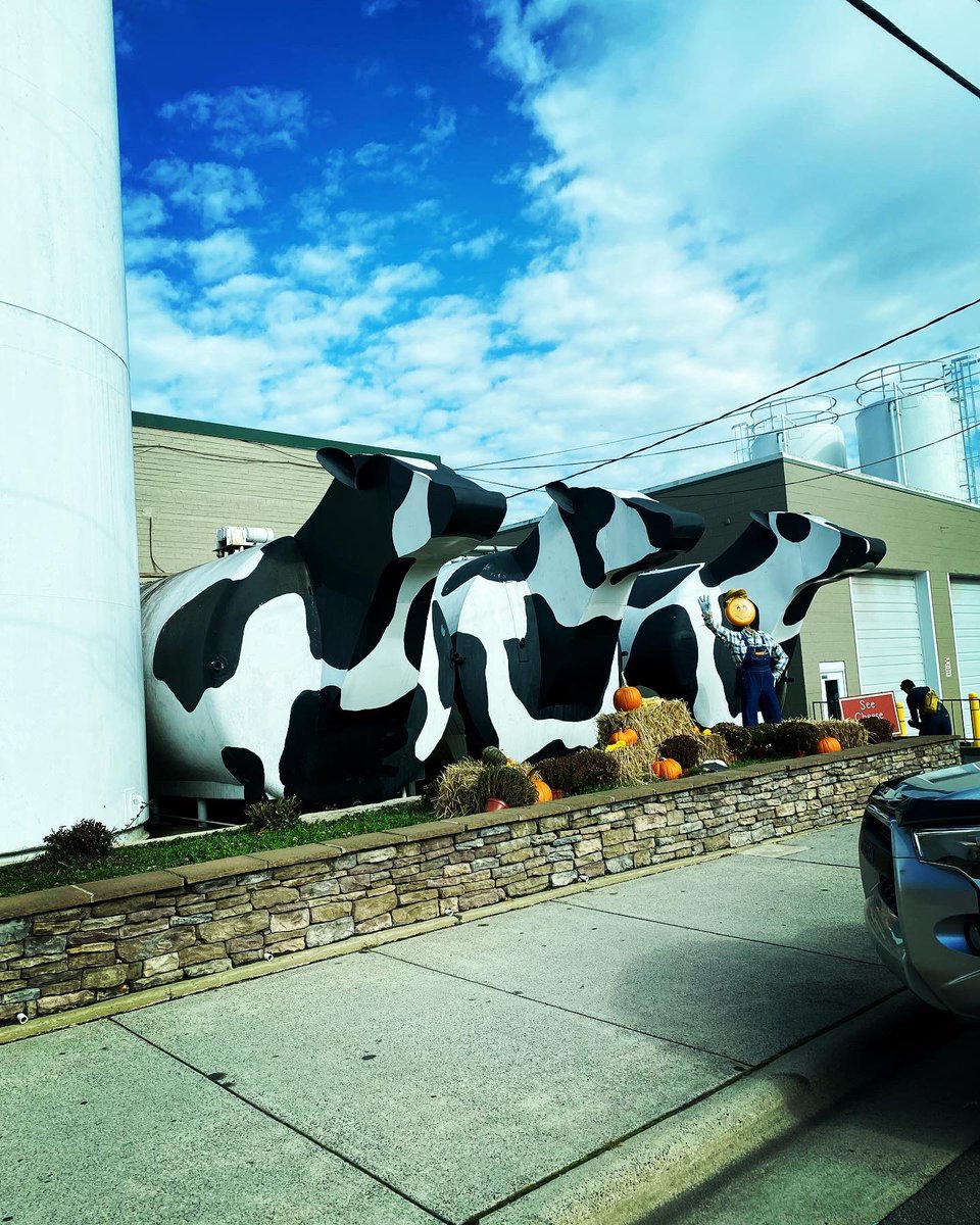 TealSeptember's tweet photo. The famous #cows in #ashecountync . #ashecountycheeseplant #ashecountycheese #westjeffersonnc #westjefferson #famouscows #cow #cheesemaking #cheesemade #ashecountycheesestore #cheeselover #cheeseplant #cheesecompany #nc #ashecounty #butter #cheeseheads #cheeseandwine #bestcheese https://t.co/DISNQmF91D