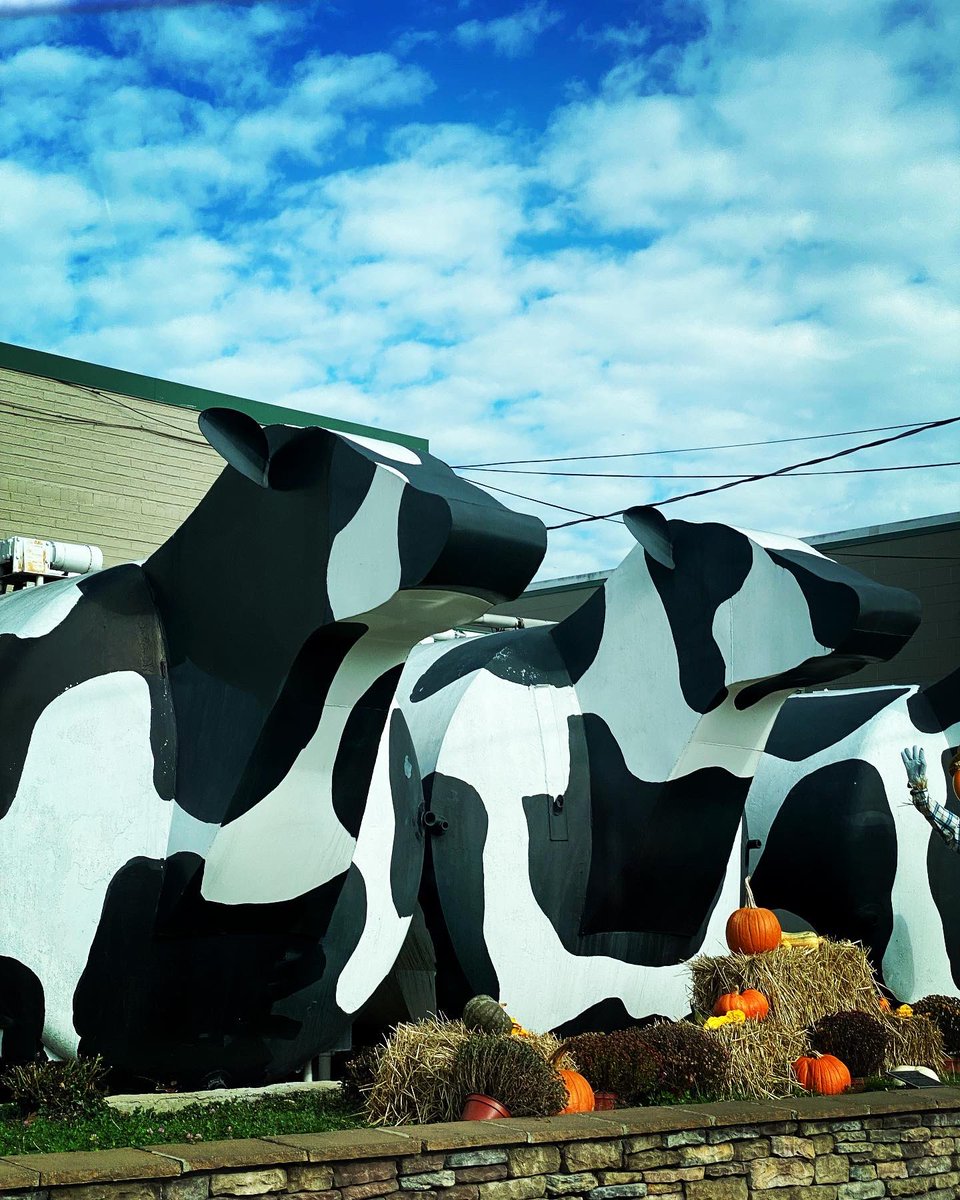 TealSeptember's tweet photo. The famous #cows in #ashecountync . #ashecountycheeseplant #ashecountycheese #westjeffersonnc #westjefferson #famouscows #cow #cheesemaking #cheesemade #ashecountycheesestore #cheeselover #cheeseplant #cheesecompany #nc #ashecounty #butter #cheeseheads #cheeseandwine #bestcheese https://t.co/DISNQmF91D