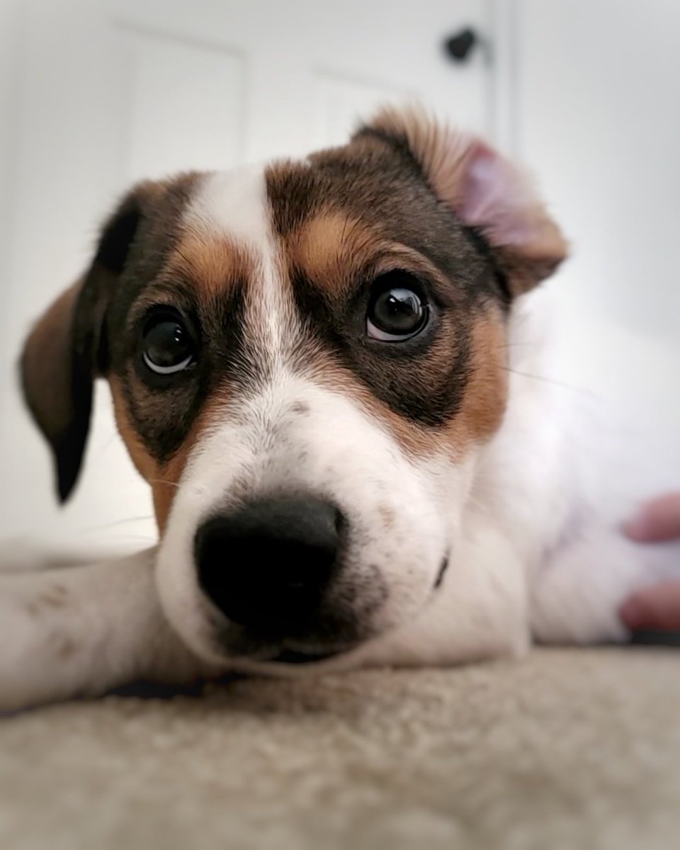 Today, I stole my first sandwich.  🥪 #milestone #puppy #Dog