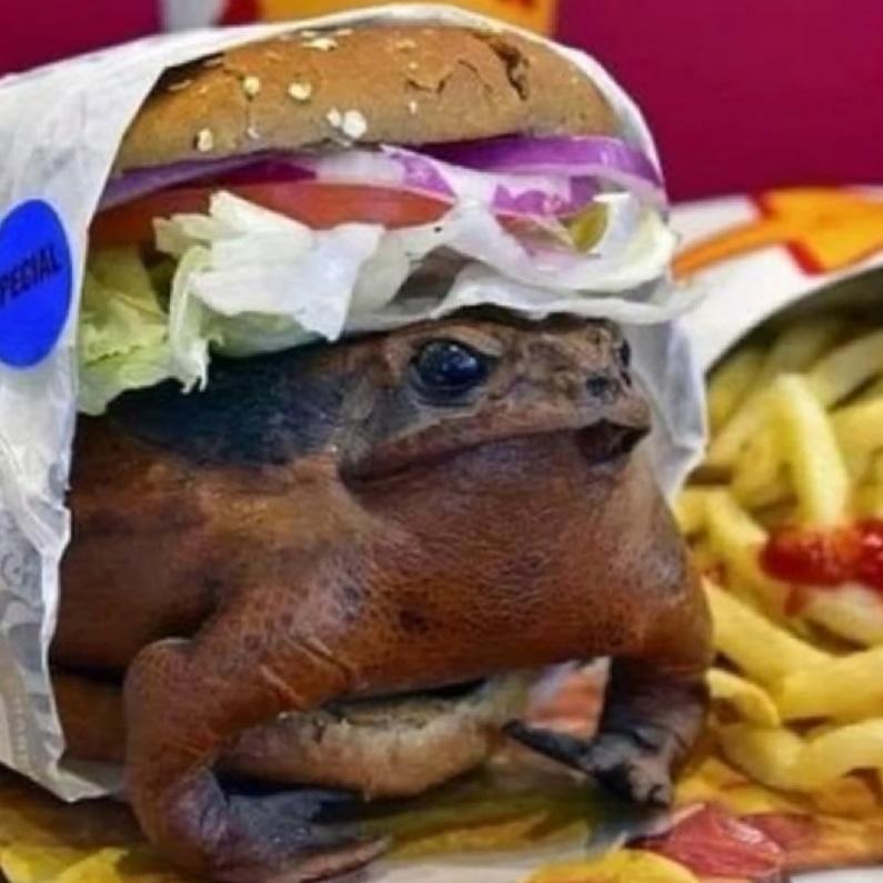 BergerFrog tweet media