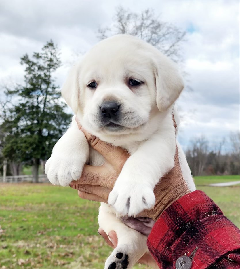 kostal_16's tweet photo. Here is our new addition to our family! Will be picking her up in 3 weeks. Stay tuned for a name, and plenty of pics coming! β€οΈπΆ#beyondcute @catturd2 https://t.co/LHPkHTEH1k
