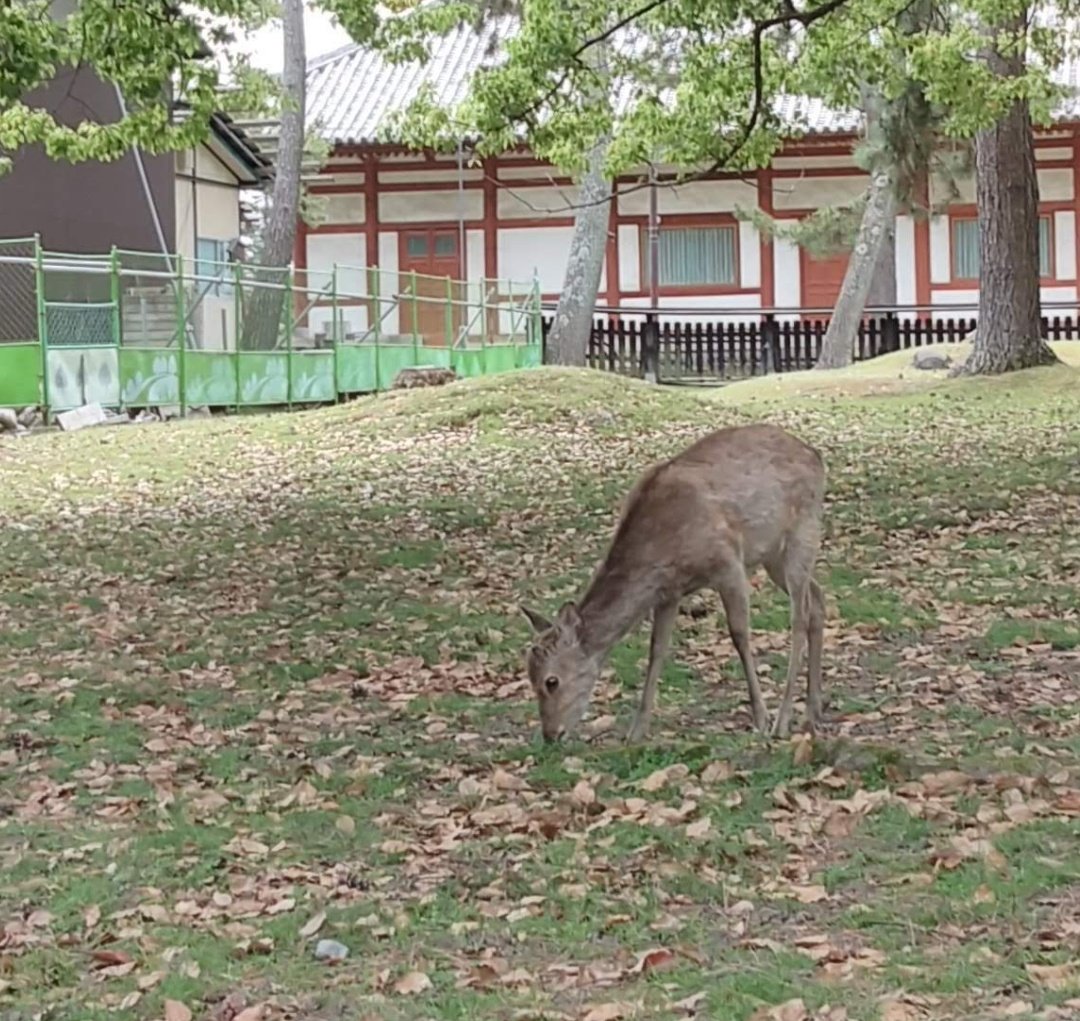 まゆごん (@mayugon69) / Posts / X