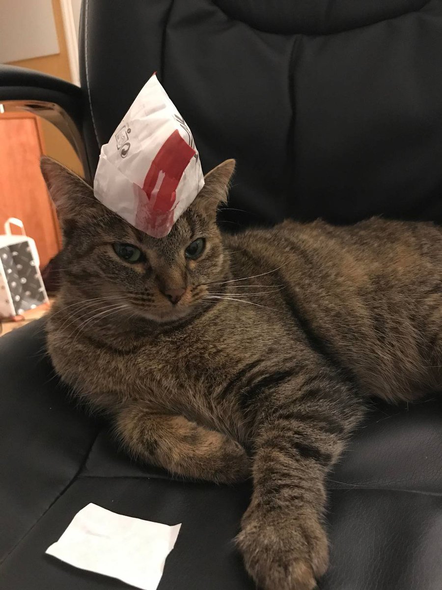ShowYourCat's tweet photo. https://t.co/j56Zzd2gxA
