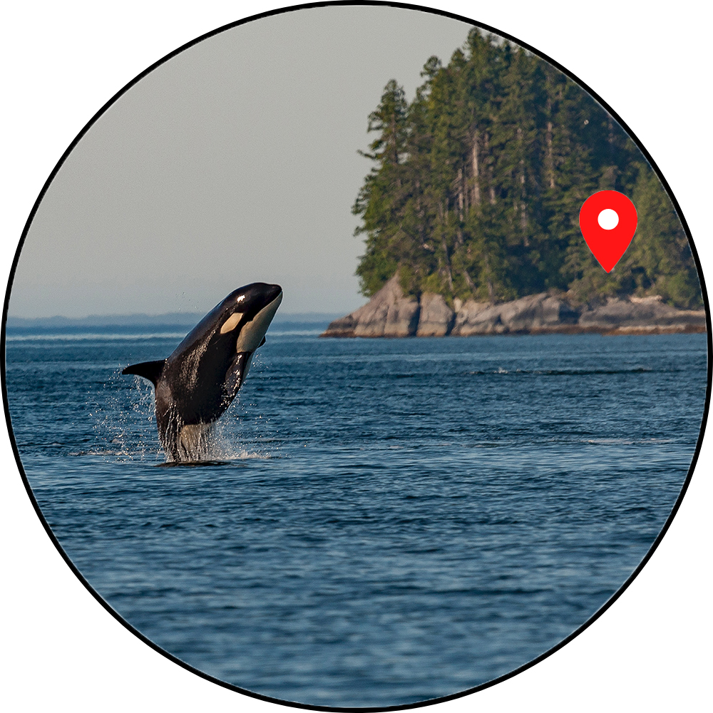 PinpointComm's tweet photo. Have a #VancouverIsland tour to promote but aren't sure which platform will work best? Here are the differences courtesy of @socialbeeHQ https://t.co/qAg0PeYNuD https://t.co/ydQxy1mU5B