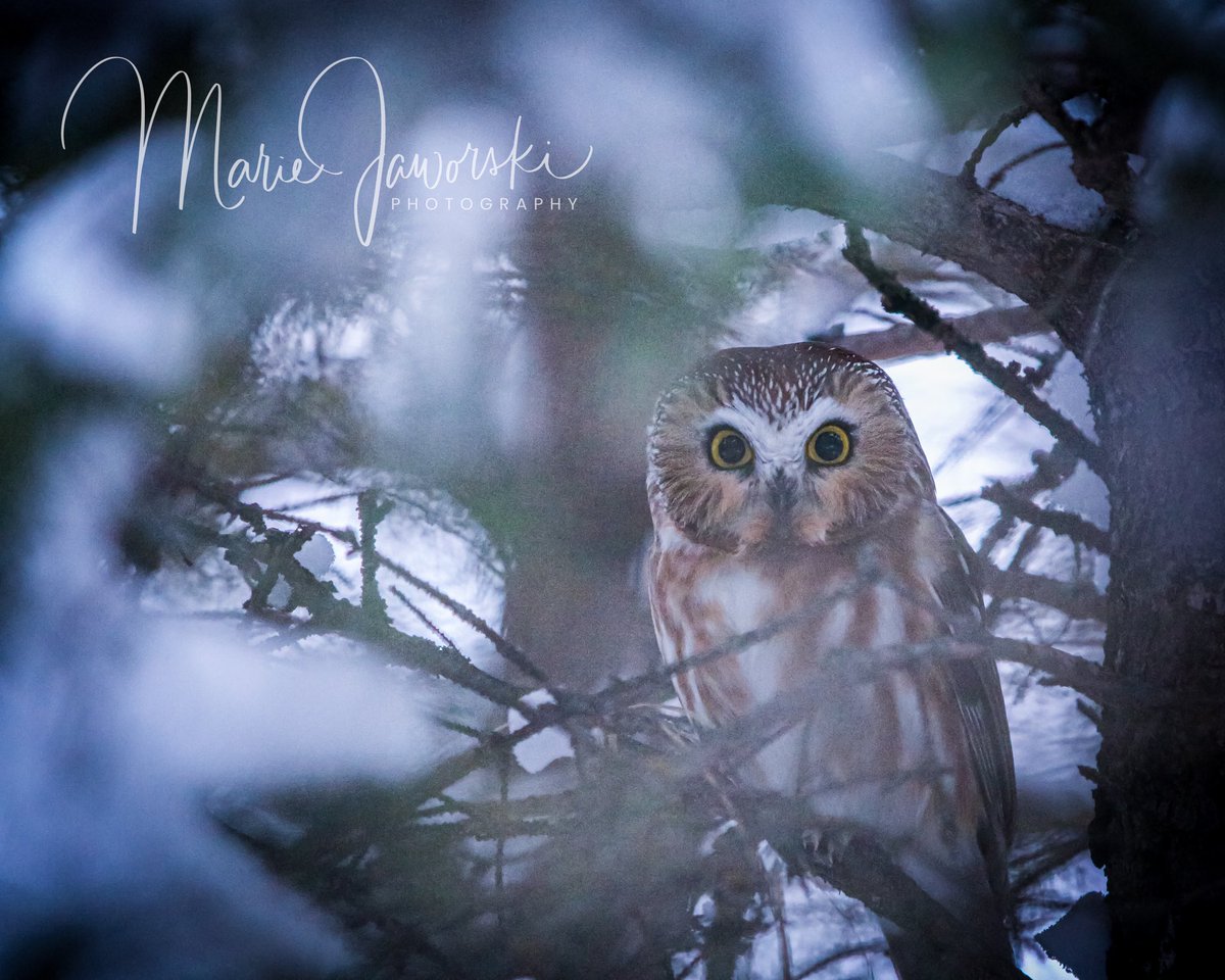 toothpick97's tweet photo. Hidden in Plain Sight ~ Northern Saw Whet Owl ๐ฆ ๐ค These little owls are so adorable!! You never know who is watching you whilst in the forest ๐ฒ๐#northernsawwhetowl #sharecangeo #owls #manitobafeatures #travelmanitoba #bestbirdshots #hiddeninplainsight #owlsofcanada https://t.co/yGKHghdSgR