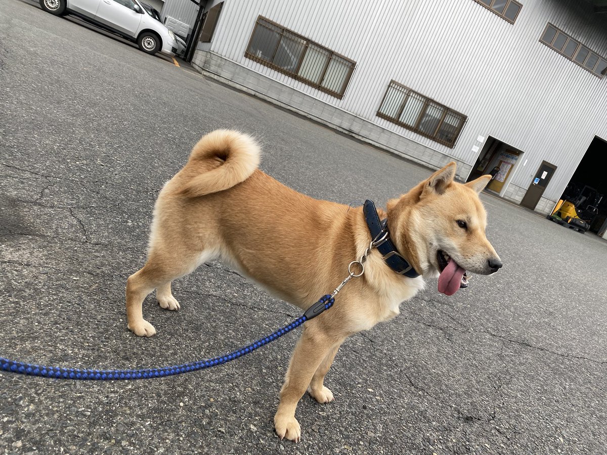 ranchannohero's tweet photo. 散歩中、何犬ですかー？って聞かれて「チワワです」って言ったら失笑された母です。お母さんもうやめて恥ずかしいから。 https://t.co/KzUyGrafl3
