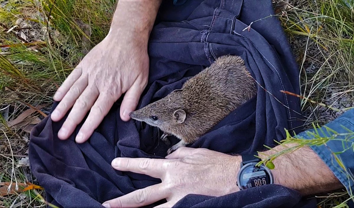 Passionate about the environment and Australia's unique wildlife? Join us!
We are seeking to appoint two pro bono positions:
🐨 Accountant / Bookkeeper 
🐨 Finance Trustee
volunteer.com.au/volunteering?o…
#volunteer #boardofdirectors #environment #accounting 
📷Parks Australia