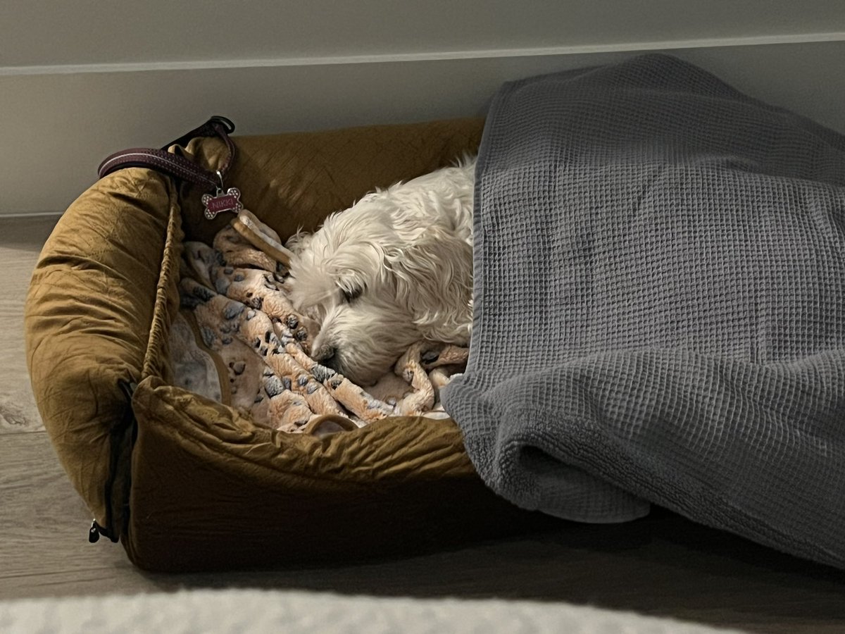 OBrienvoice's tweet photo. @davidmcw We lost our old girl yesterday. 🐶❤️🌈 https://t.co/Pc3S5IhoRE