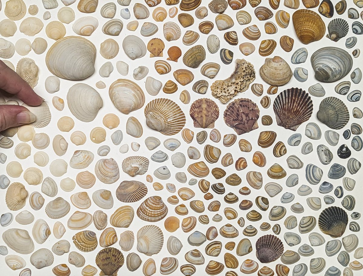 spice's tweet photo. I took the teeny shells I collected last week and arranged them to see their entirety as a way to distract me from the sunday scaries.
Yes, this is good. #notenoughpixels https://t.co/0r1RzpqSv9