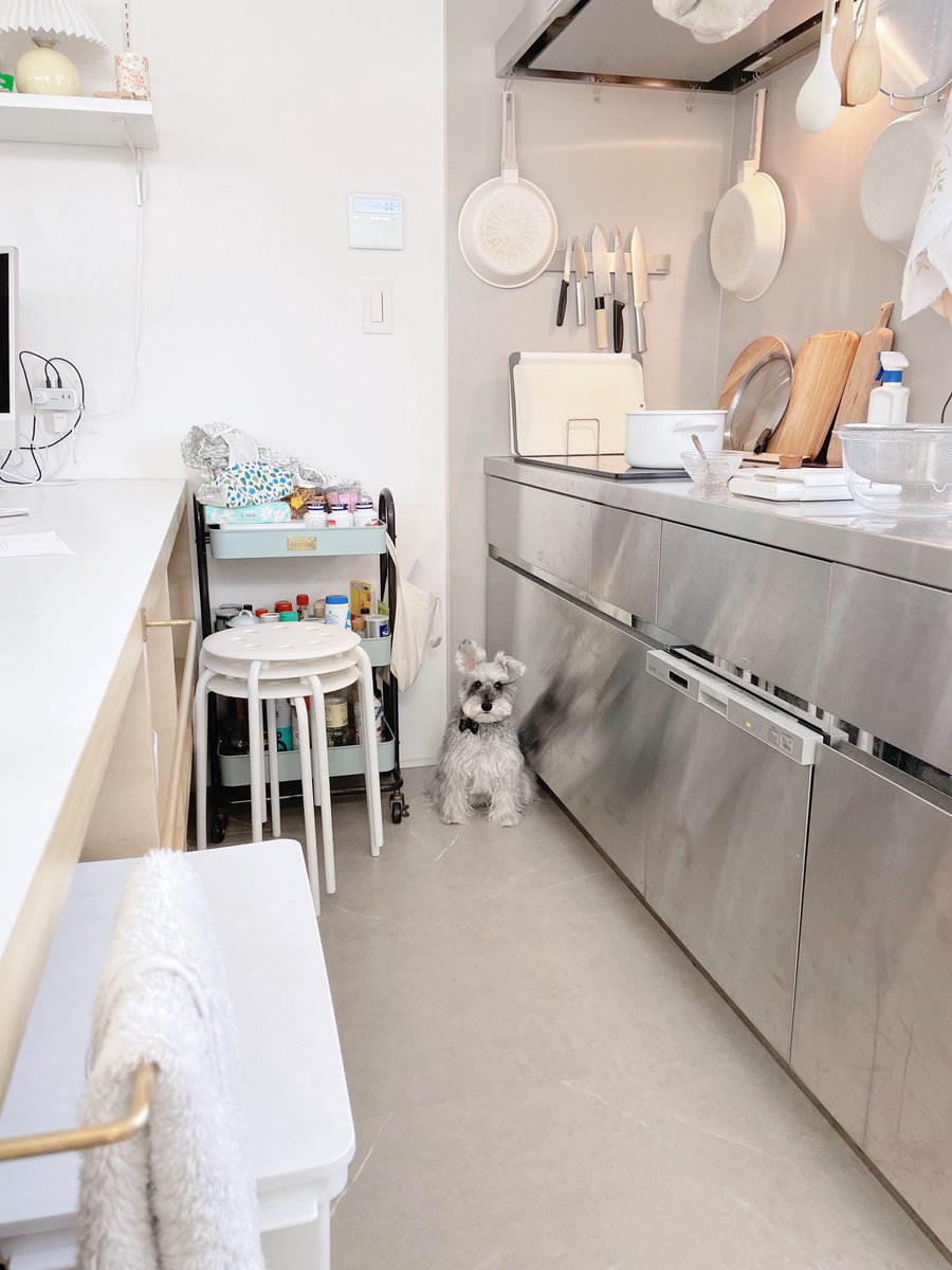 jijitoto_unit's tweet image. いつもこの隙間にいる犬