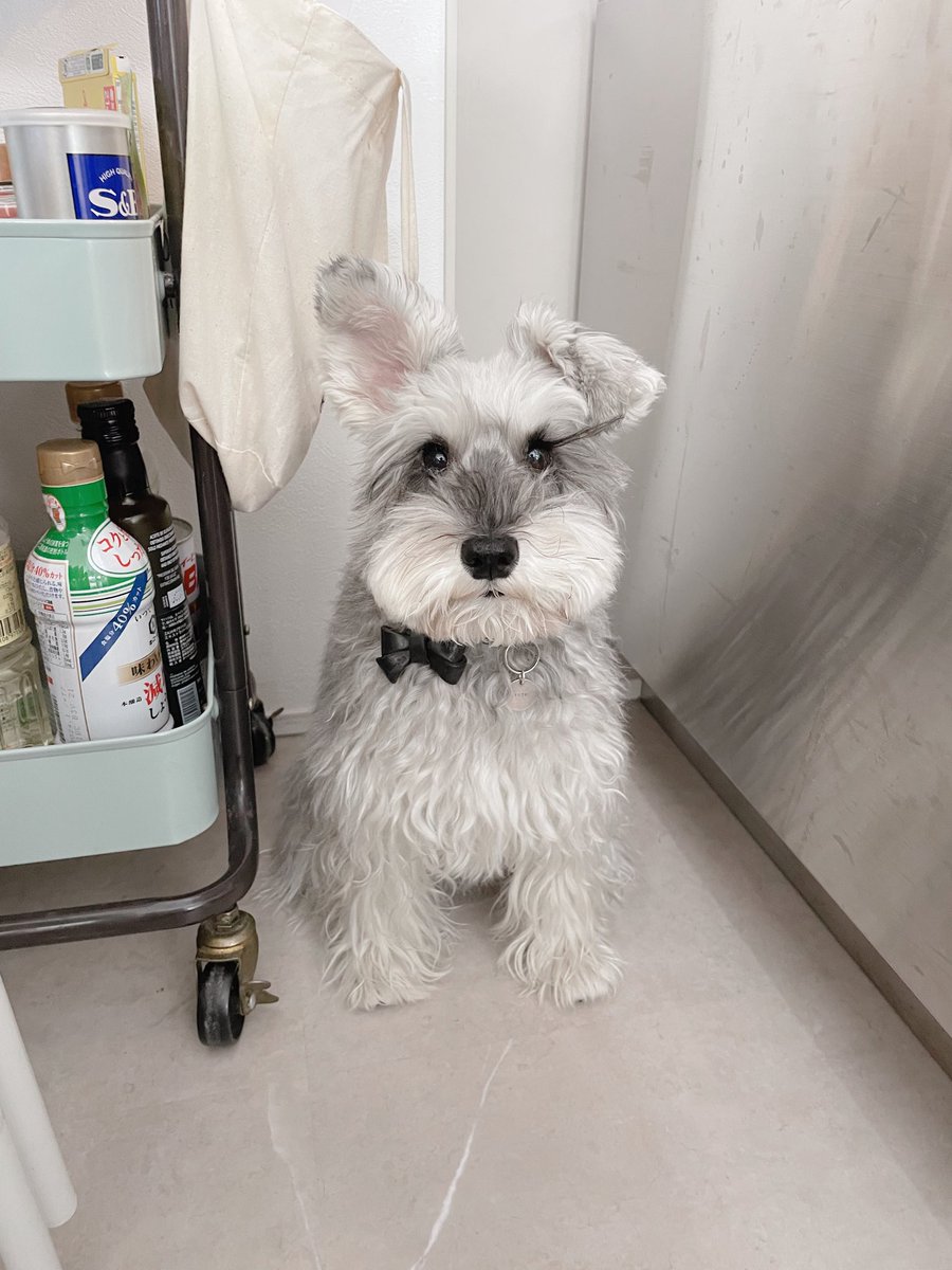 jijitoto_unit's tweet image. いつもこの隙間にいる犬