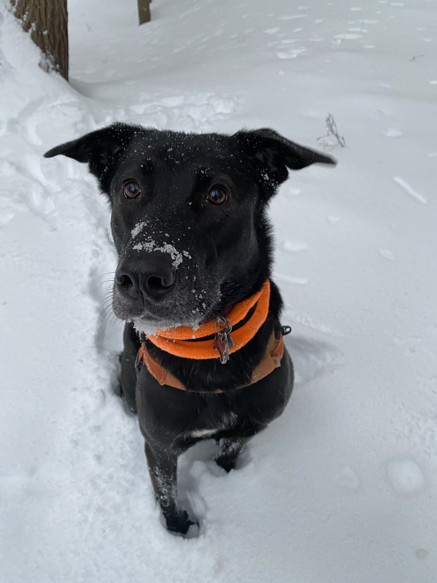 Mike Rosenblum tweet media