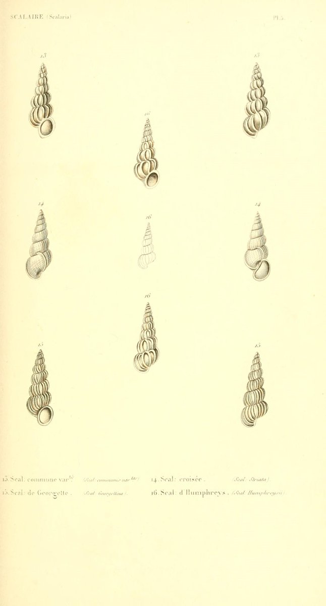 Biodiversity Illustrations tweet media