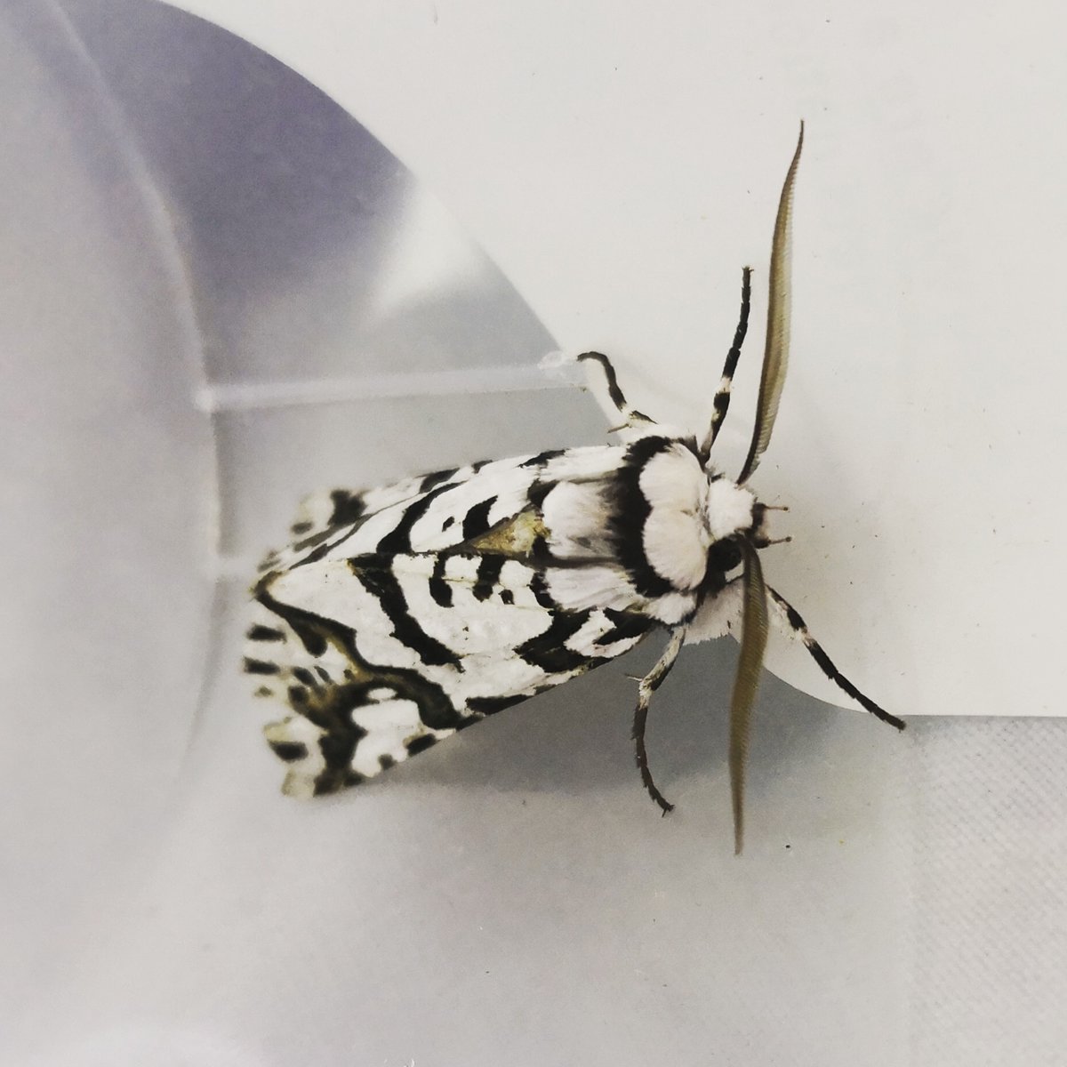 MarkCassandra's tweet photo. #BugOfTheYear2023 voting starts today! Go check out all the cool nominees, and vote for the coolest of them all - the North Island lichen moth! Not only is it beautiful, but it's the only recorded insect with asymmetric wing patterns that function for camouflage! Pretty snazzy! https://t.co/DlOWjUcB2J