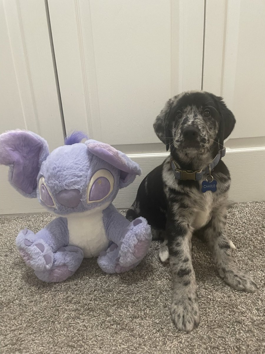 Fairie_Magic's tweet photo. @_moontouched He’s already gotten so big since we got him 🥺 https://t.co/VVhYwPohuE