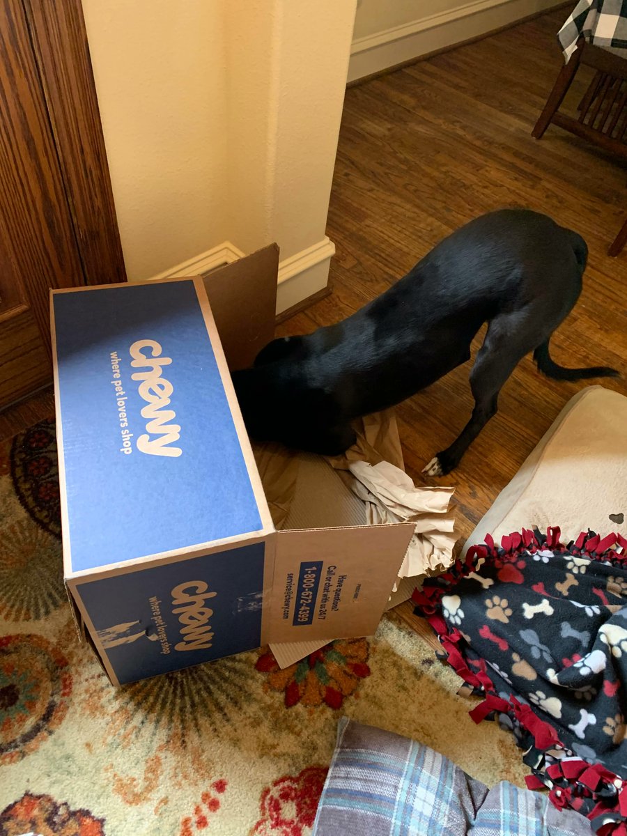 GaltxOrg's tweet photo. Brooks is making sure that Chewy box is really empty. #Greyhounds #BoxesAreFun https://t.co/2VRLaV6PRK