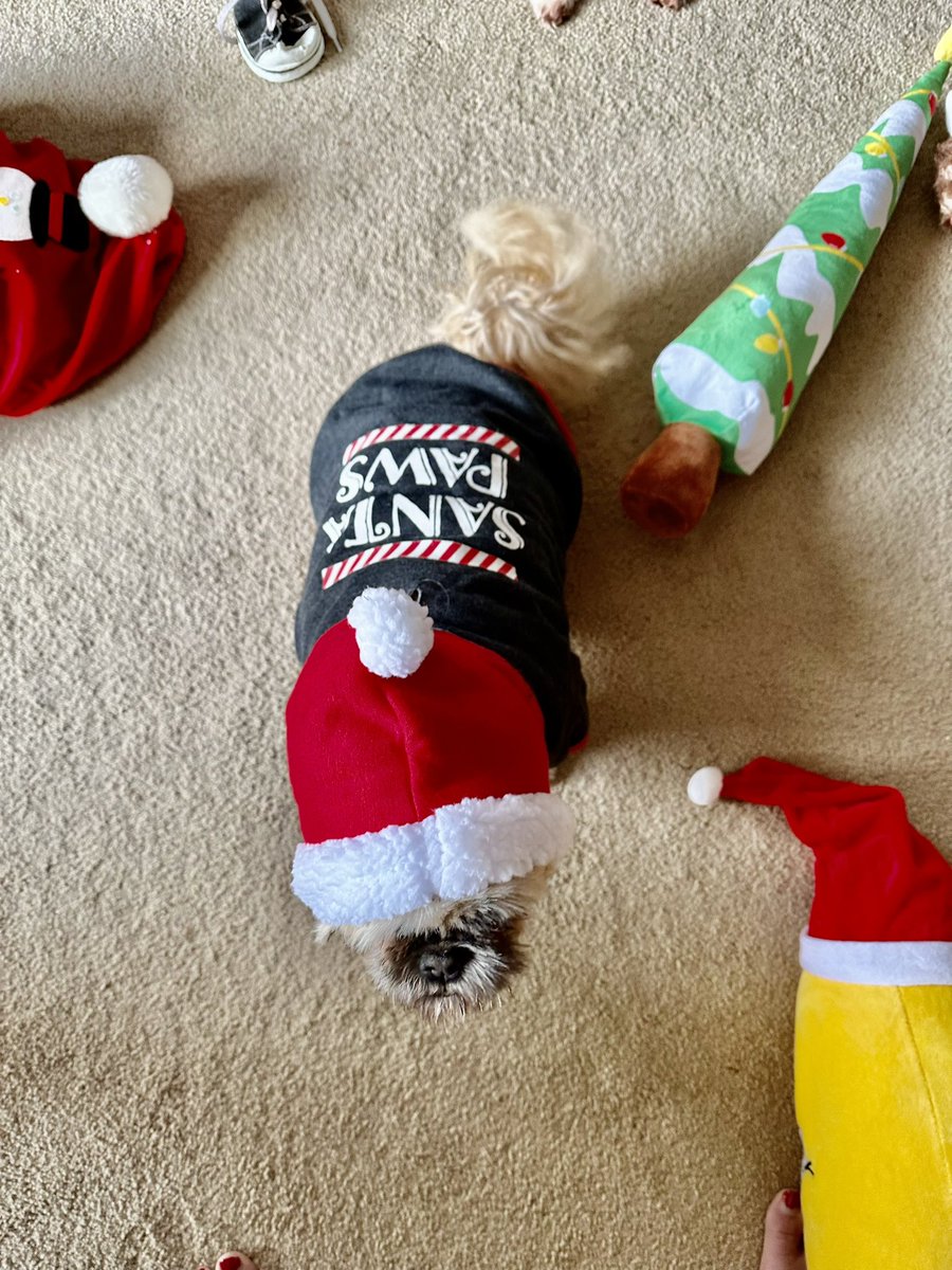 #santapaws #shihtzu #ibettergetatreatforthis #DogsofTwittter  #shihtzusoftwitter