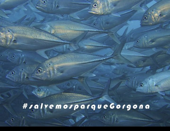 HanakoXinghe's tweet photo. #SalvemosParqueGorgona 
Porque proteger nuestros territorios, es responsabilidad nuestra. https://t.co/WH9MksE7zX