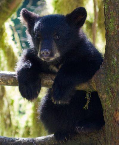 BanKillContests's tweet photo. .@GovMurphy Hey Gov, why the change of heart allowing hunting of bears in #NewJersey? #SaveNJBears https://t.co/Sul8e3oS2p