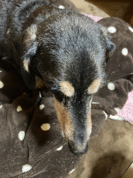 眉毛犬のtwitterイラスト検索結果