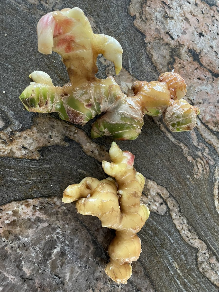 I harvested my Ginger today. Planted it to see if it would grow. Well it did. I pulled 335g