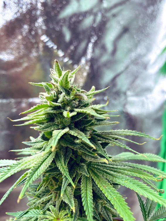 Seeds_Gardens's tweet photo. Peace Be at the Garden.. #Seeds #Seedrun #beans #Mmemberville https://t.co/RckjWwz7z9
