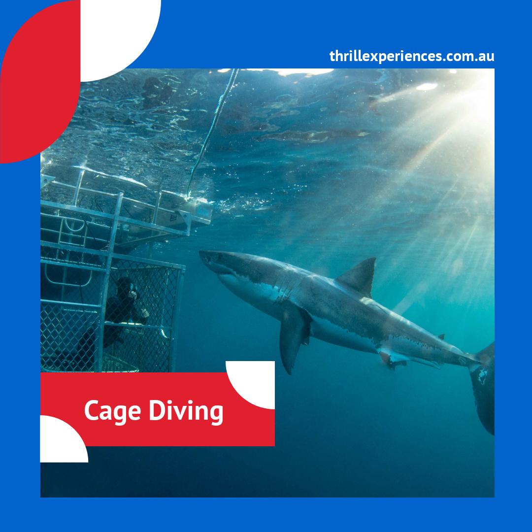 thrillExp's tweet photo. Would you dive in a cage with Great White Sharks?  We've got just the thrill.  Check it out - it's a 2-night getaway https://t.co/7CZO8aa1oY  🦈 https://t.co/UOy5azn3ZO