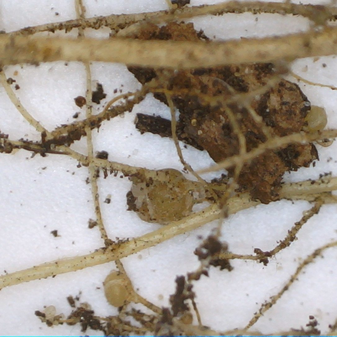 PHCC_Mick's tweet photo. Pondering #legumes today - N fixing #nodules are where bacteria transform atmospheric nitrogen into plant available nutrients!
Tiny root #hairs and plant #exudates clump #soil together and build structure!
@AusLandcare #GreeningFarms
#newmicroscope #SoilHealth @Jenni_Clausen https://t.co/LG0qBxBdnv