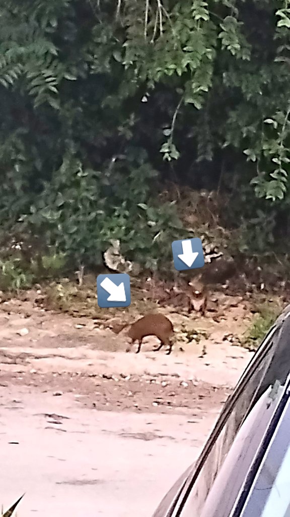 gonococo_3c's tweet photo. @Cuauhtemoc_1521 No se ve muy bien la foto. Pero aquí en puerto Morelos Q Roo todavía hay https://t.co/tJiTTXssz4