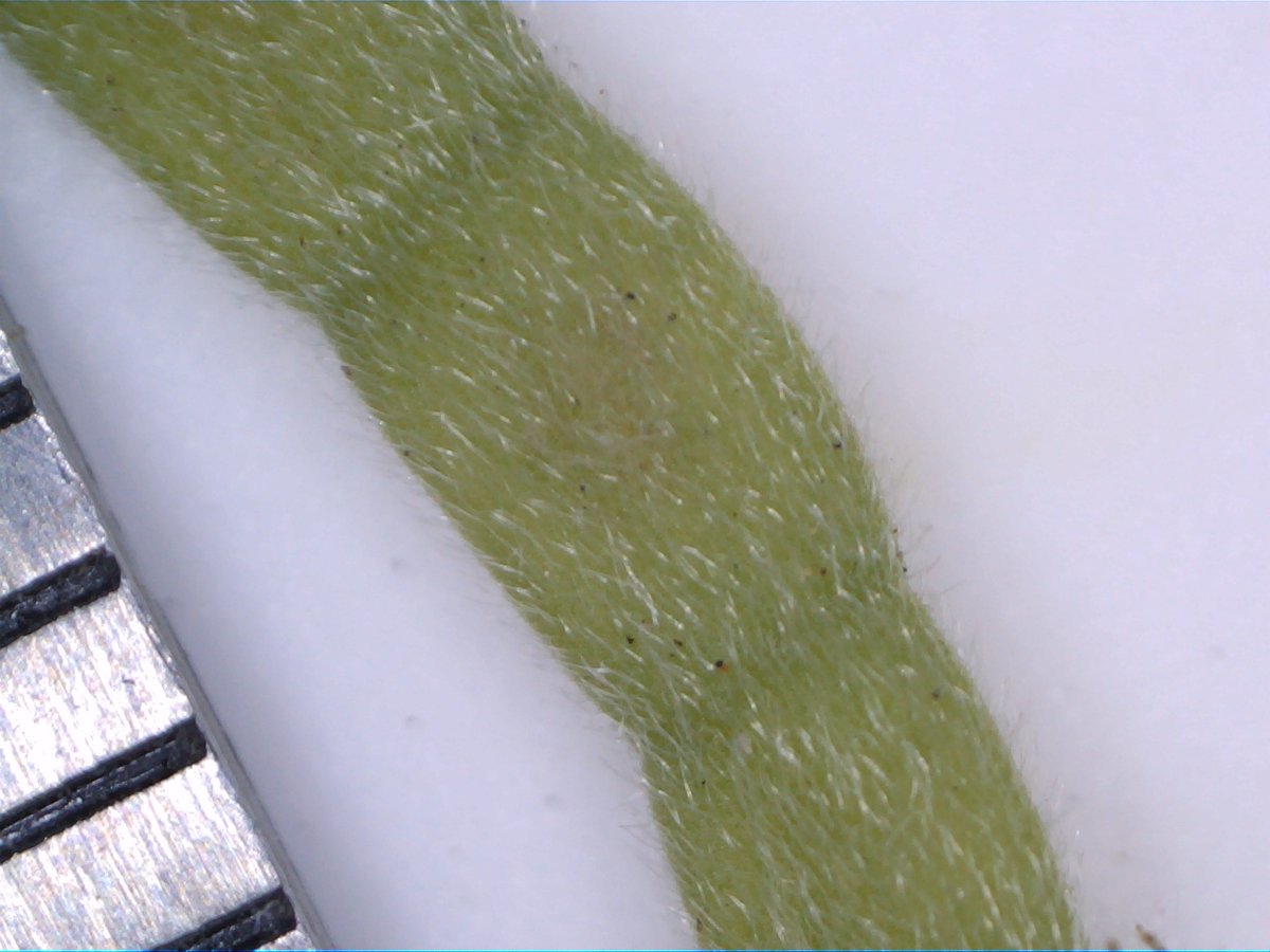PHCC_Mick's tweet photo. Pondering #legumes today - N fixing #nodules are where bacteria transform atmospheric nitrogen into plant available nutrients!
Tiny root #hairs and plant #exudates clump #soil together and build structure!
@AusLandcare #GreeningFarms
#newmicroscope #SoilHealth @Jenni_Clausen https://t.co/LG0qBxBdnv