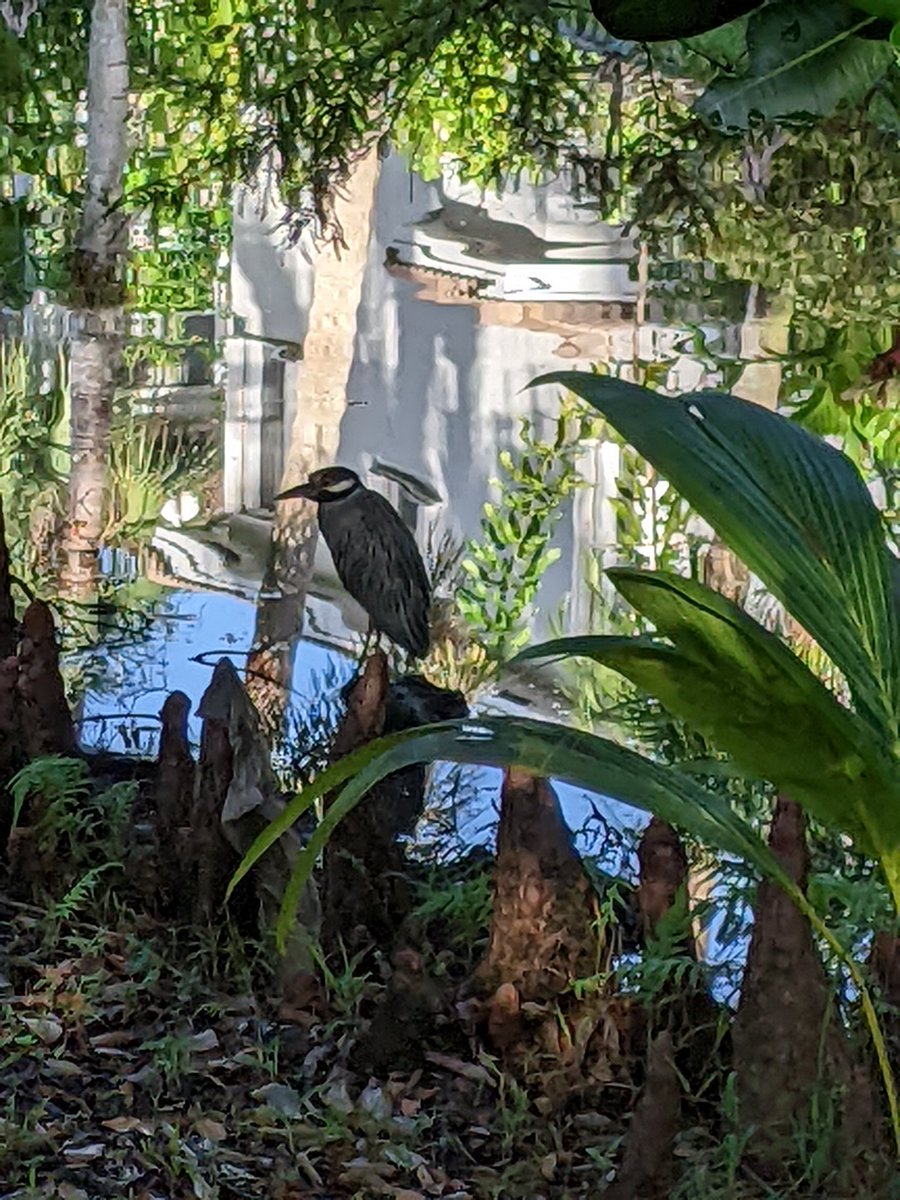 drsaadiaim's tweet photo. A picture from my morning walk. https://t.co/cQYZe2JvCx