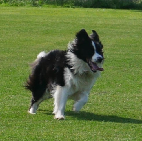 mrgarymatthews's tweet photo. #DogsofTwittter
#DogsOnTwitter
#dogstyle
#BorderCollie
#DogsOfCanberra
#AustralianBackroadsAndBeyond https://t.co/0WWwVtbQDY