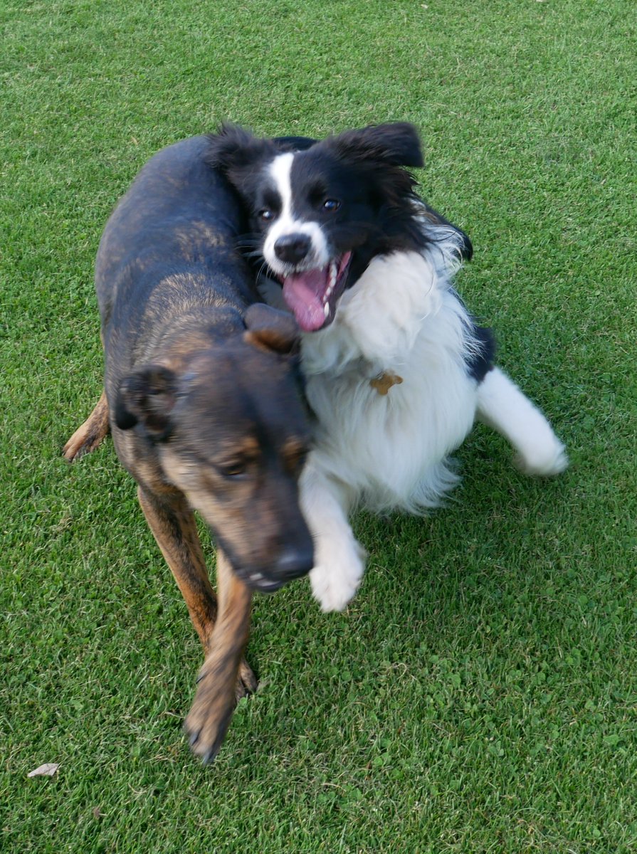 mrgarymatthews's tweet photo. #DogsofTwittter
#DogsOnTwitter
#dogstyle
#BorderCollie
#DogsOfCanberra
#AustralianBackroadsAndBeyond
#RajAndJuno https://t.co/y5NrQt5Ks5