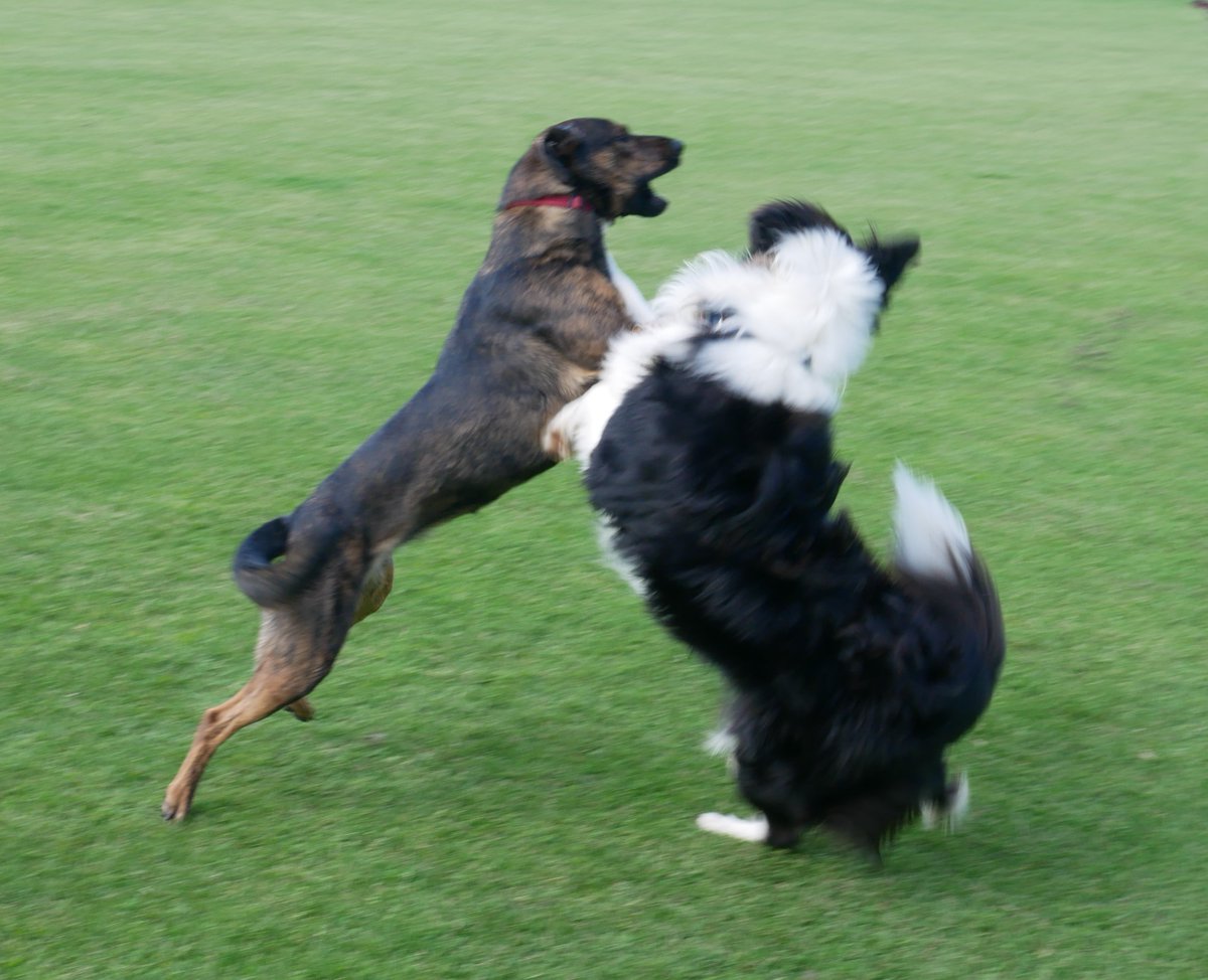 mrgarymatthews's tweet photo. #DogsofTwittter
#DogsOnTwitter
#dogstyle
#BorderCollie
#DogsOfCanberra
#AustralianBackroadsAndBeyond
#RajAndJuno https://t.co/y5NrQt5Ks5