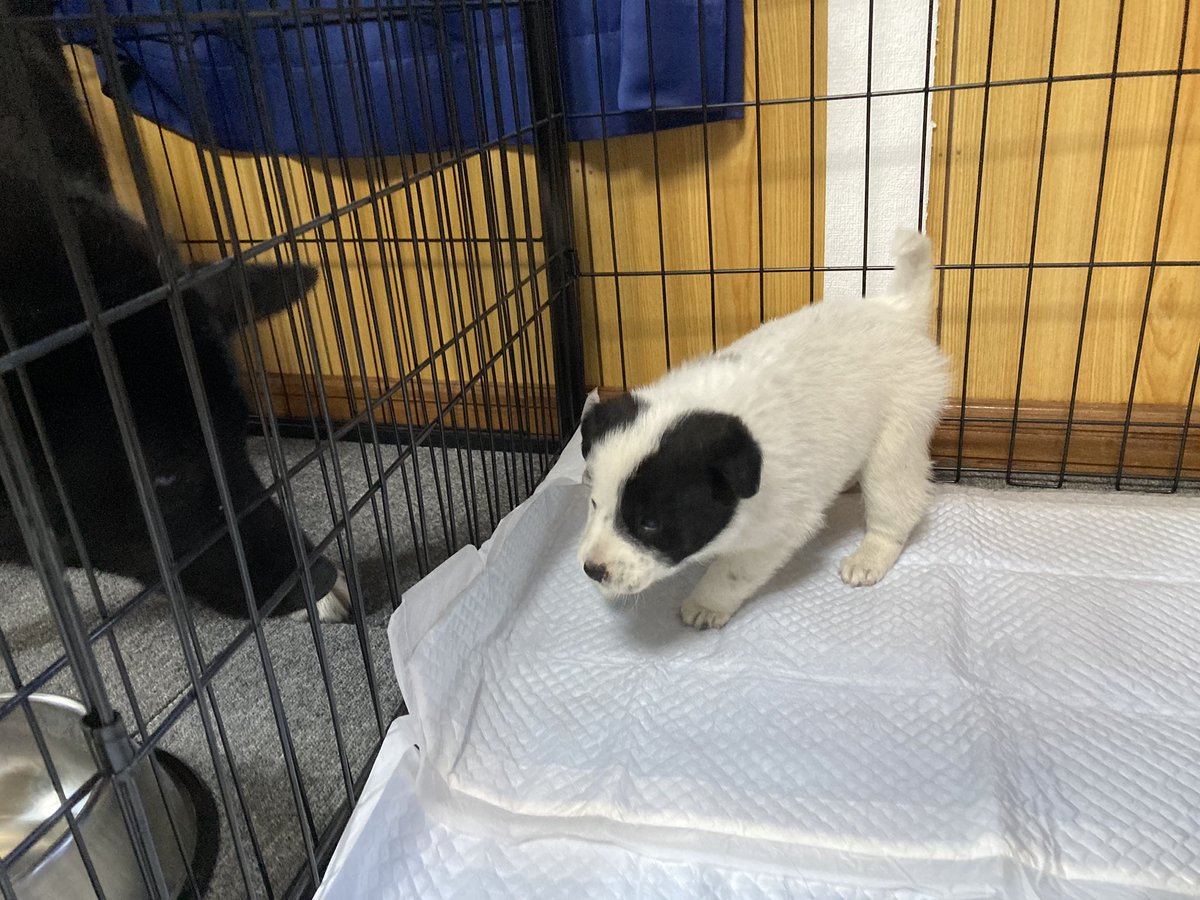 KawayuVillage's tweet image. 今朝、川湯〜摩周湖への道路へ入った駐車帯脇の森の木の下でうずくまっていた仔犬を保護しました。
生後１ヶ月くらい？の男の子です。
人馴れしているので野犬の子ではないと思います。心当たりがある方はご連絡ください。近隣の犬がいる農家にも当たってみます。