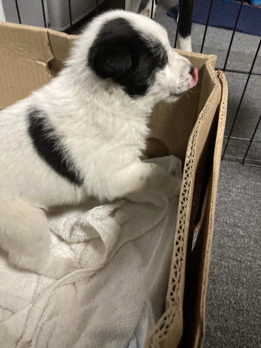 KawayuVillage's tweet image. 今朝、川湯〜摩周湖への道路へ入った駐車帯脇の森の木の下でうずくまっていた仔犬を保護しました。
生後１ヶ月くらい？の男の子です。
人馴れしているので野犬の子ではないと思います。心当たりがある方はご連絡ください。近隣の犬がいる農家にも当たってみます。