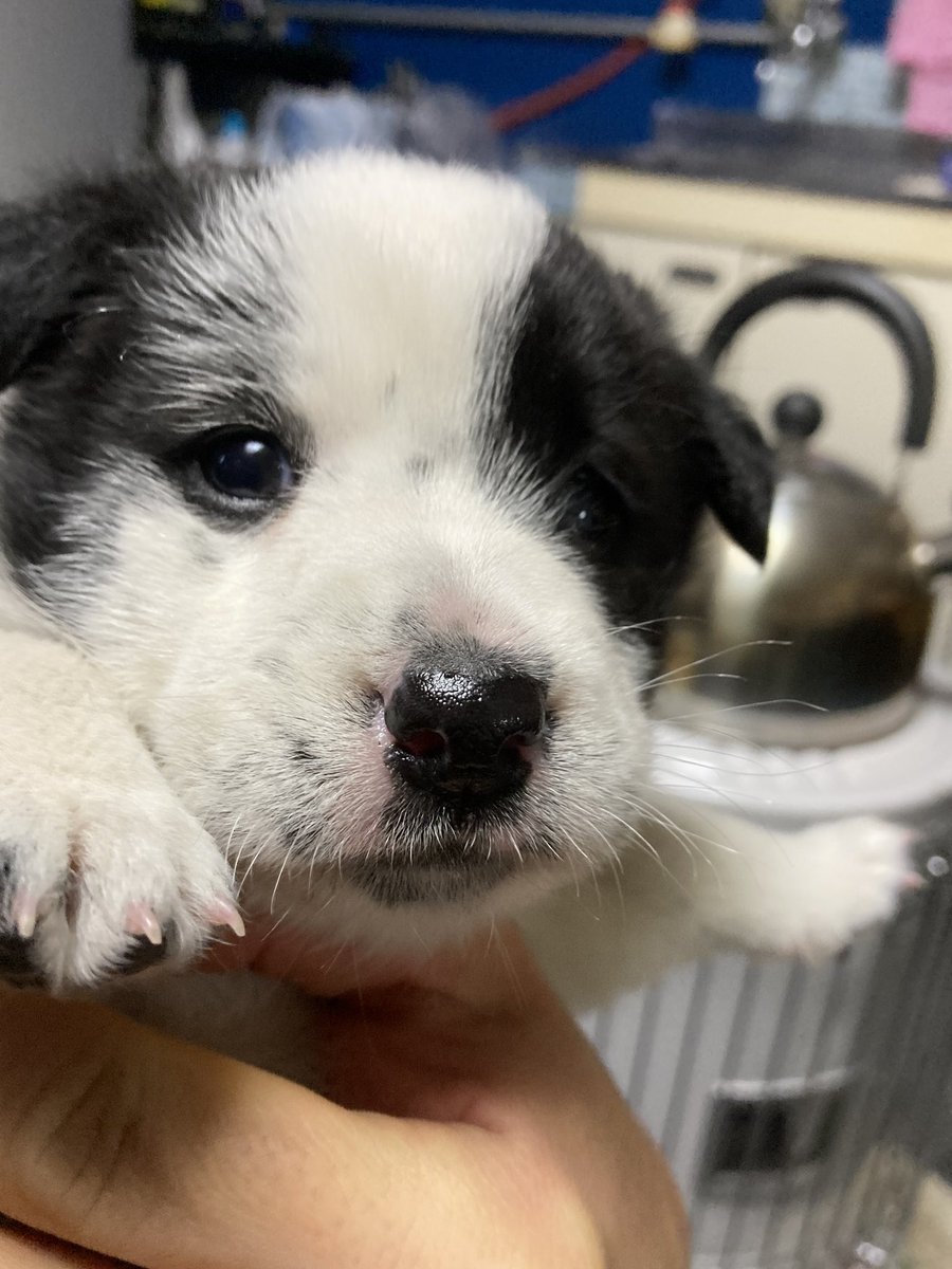 KawayuVillage's tweet image. 今朝、川湯〜摩周湖への道路へ入った駐車帯脇の森の木の下でうずくまっていた仔犬を保護しました。
生後１ヶ月くらい？の男の子です。
人馴れしているので野犬の子ではないと思います。心当たりがある方はご連絡ください。近隣の犬がいる農家にも当たってみます。