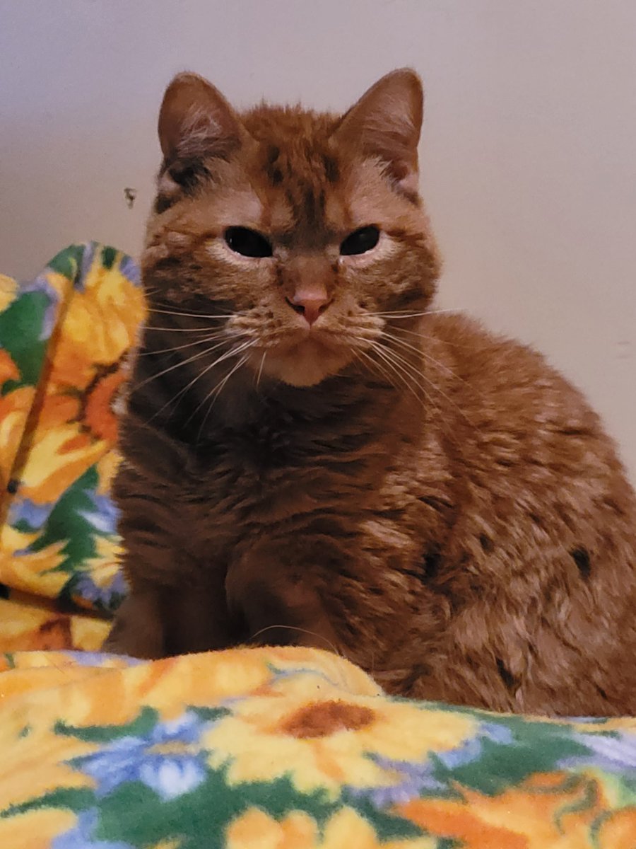 lynnslagle42's tweet photo. I think someone is hungry 🤔 I look up and this is what I see 😬 guess I better get on that #cerebellarhypoplasia #chlove #wobblykitty #chkitty #momfoodnow #imnotplayin #feedmefeedmefeedme #getoffyourassmom #louieglare #savemeplease #feedingabuse #staredown #dinnertime https://t.co/lq8uCg0dr6
