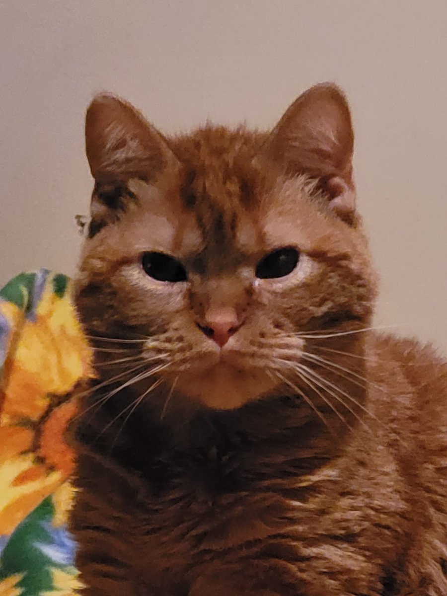 lynnslagle42's tweet photo. I think someone is hungry 🤔 I look up and this is what I see 😬 guess I better get on that #cerebellarhypoplasia #chlove #wobblykitty #chkitty #momfoodnow #imnotplayin #feedmefeedmefeedme #getoffyourassmom #louieglare #savemeplease #feedingabuse #staredown #dinnertime https://t.co/lq8uCg0dr6